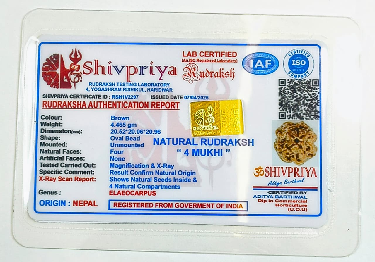 4 Mukhi Rudraksha Pendant- Nepali