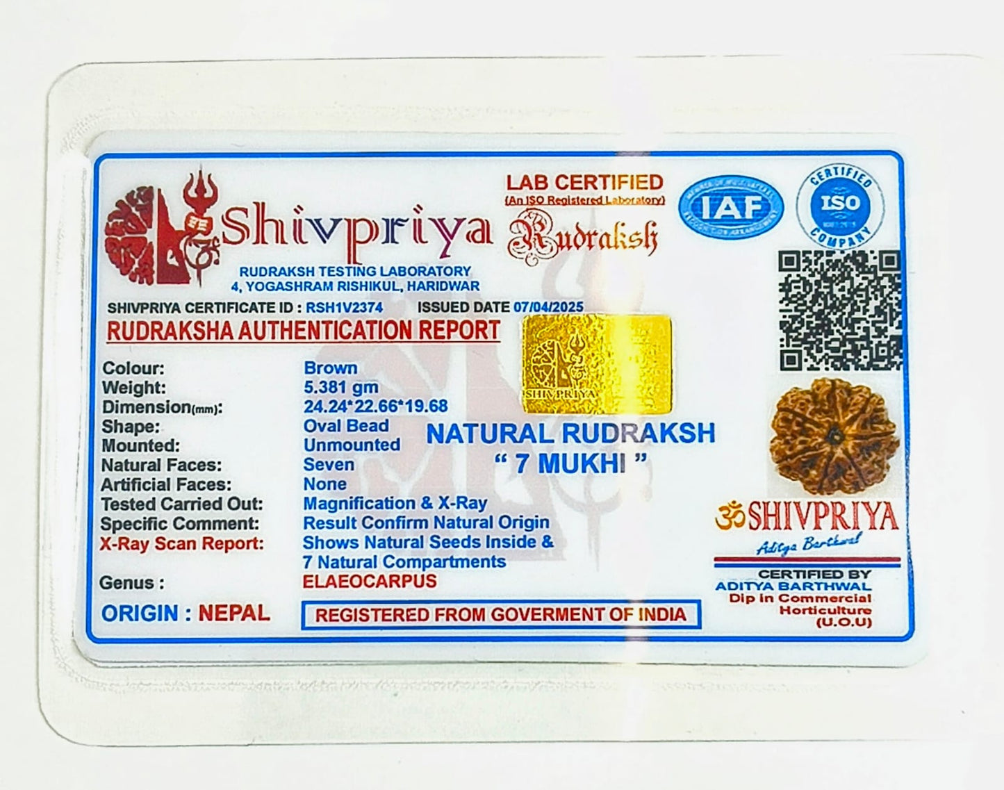 7 Mukhi Rudraksh Pendant- Nepali