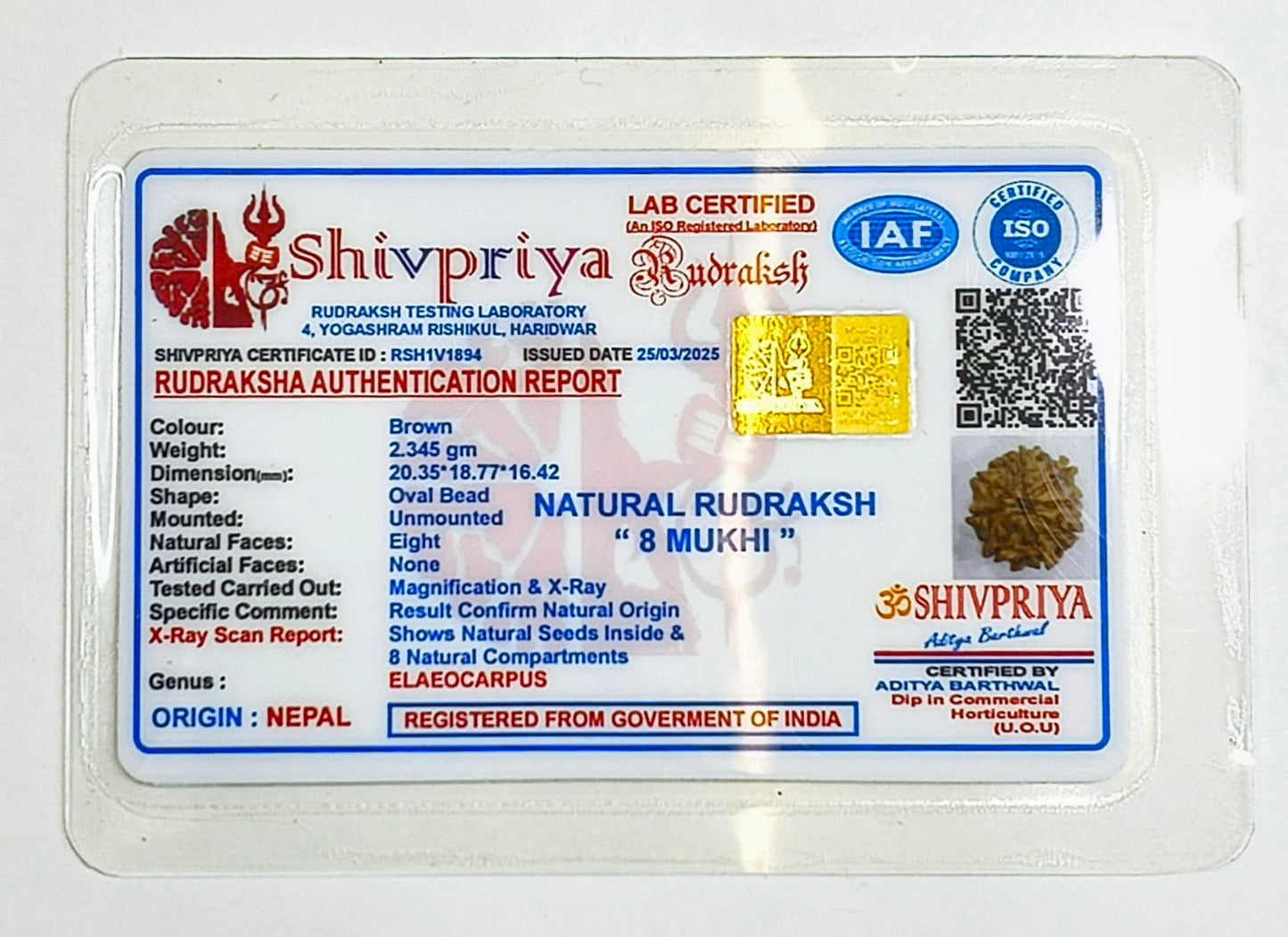 8 Mukhi Rudraksha Pendant- Nepali