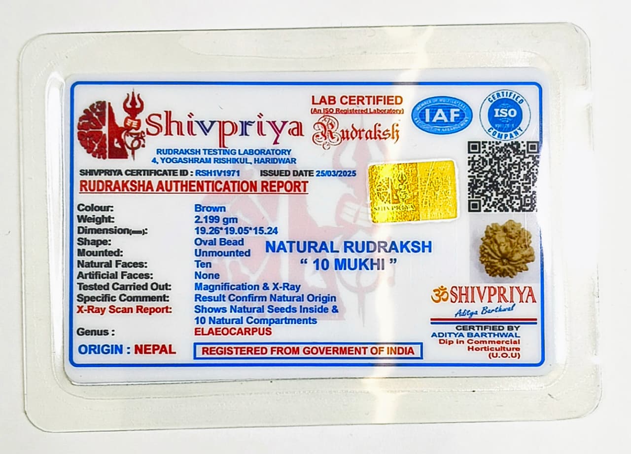 10 Mukhi Rudraksha Pendant- Nepali