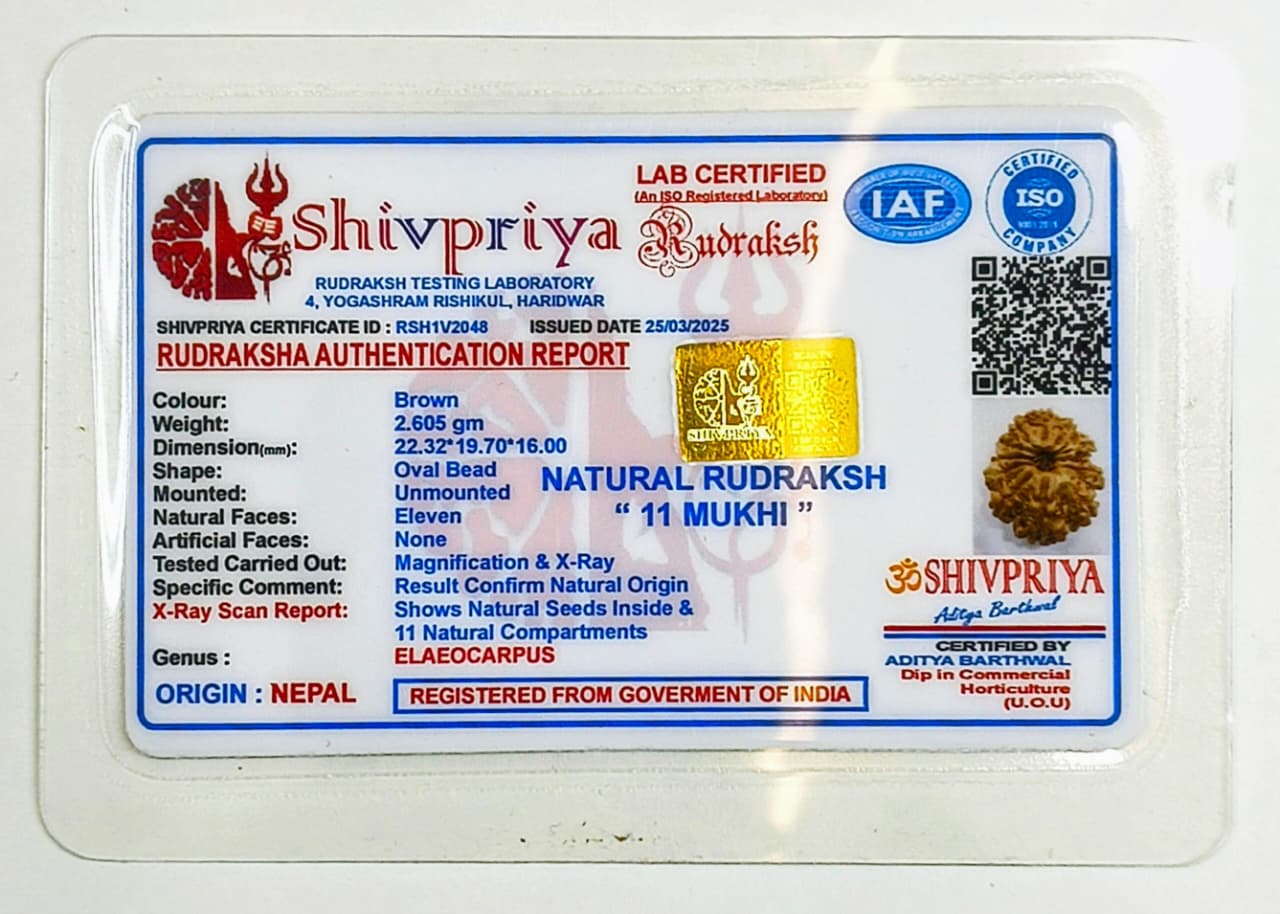 11 Mukhi Rudraksha Pendant- Nepali