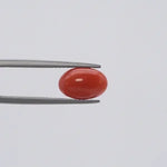 Red Coral - 1123