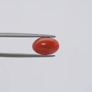 Red Coral - 1123