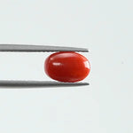 Red Coral - 346