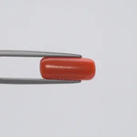Red Coral - 137
