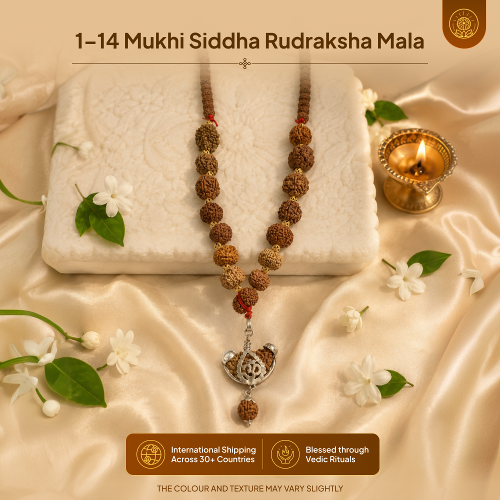 1-14 Mukhi Siddha Rudraksha Mala