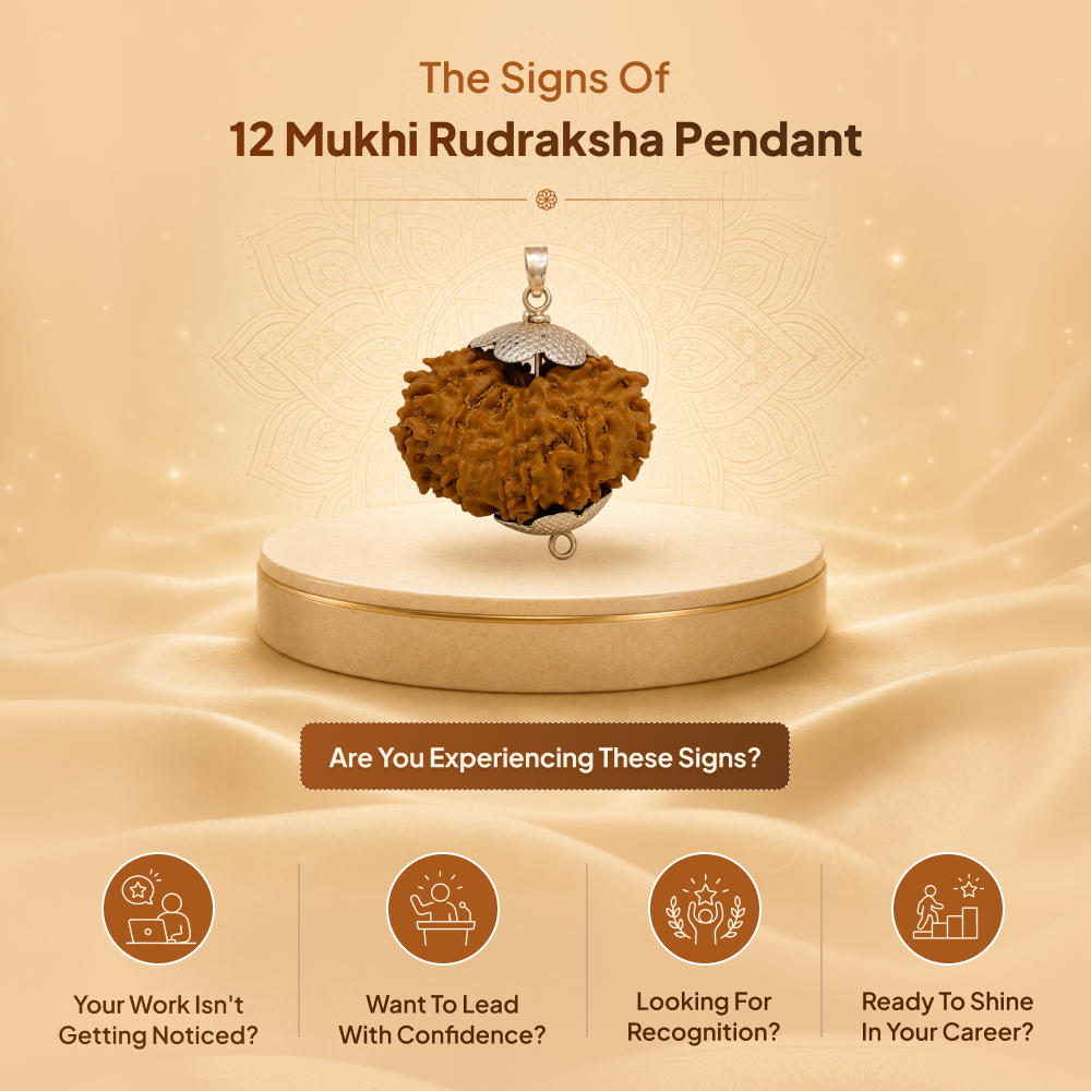 12 Mukhi Rudraksha Pendant- Nepali