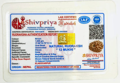 12 Mukhi Rudraksha Pendant- Nepali