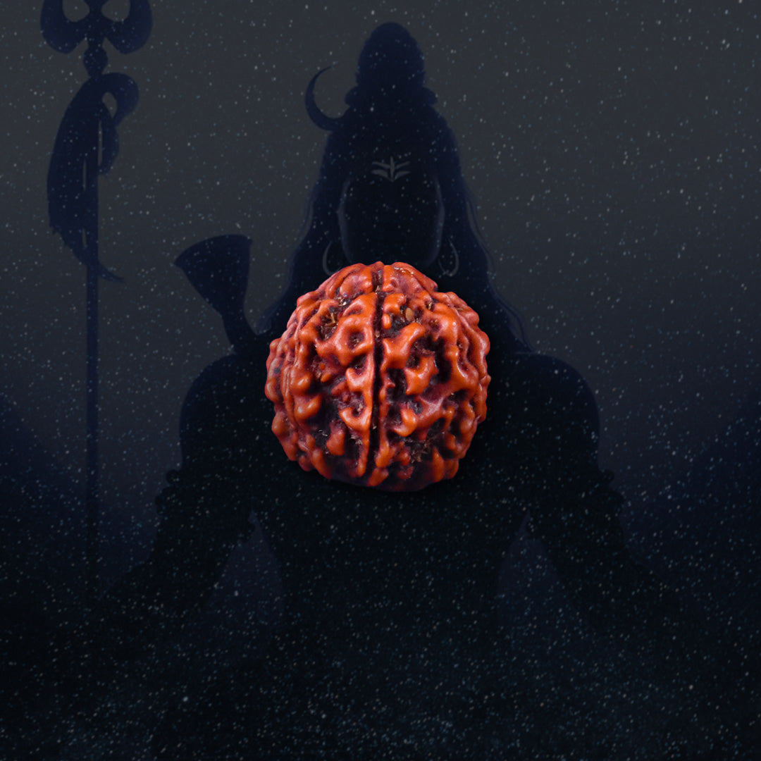 7 Mukhi Rudraksha | Energized at the sacred Omkareshwar Jyotirlinga 🔱