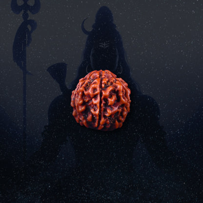 7 Mukhi Rudraksha | Energized at the sacred Omkareshwar Jyotirlinga 🔱