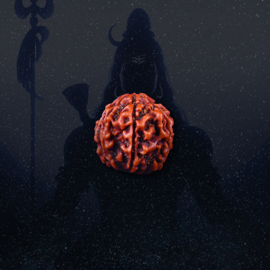 7 Mukhi Rudraksha | Energized at the sacred Omkareshwar Jyotirlinga 🔱