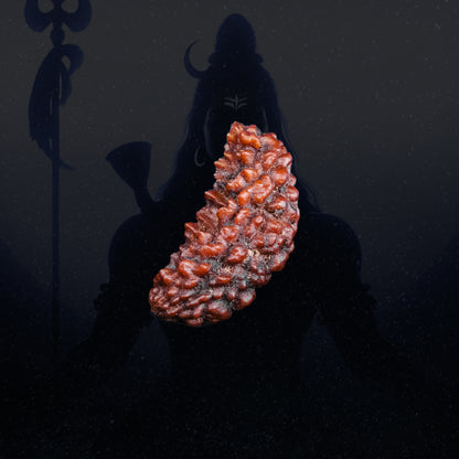 1 Mukhi Rudraksha - Spiritual Awakening