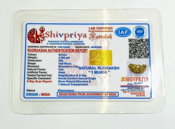 1 Mukhi Rudraksha Pendant- Indian