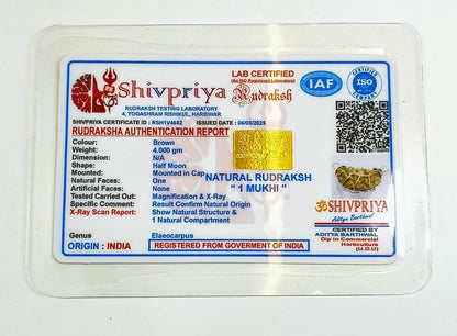 1 Mukhi Rudraksha Pendant- Indian