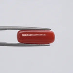 Red Coral - 1555