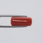 Red Coral - 141