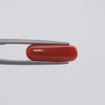 Red Coral - 142