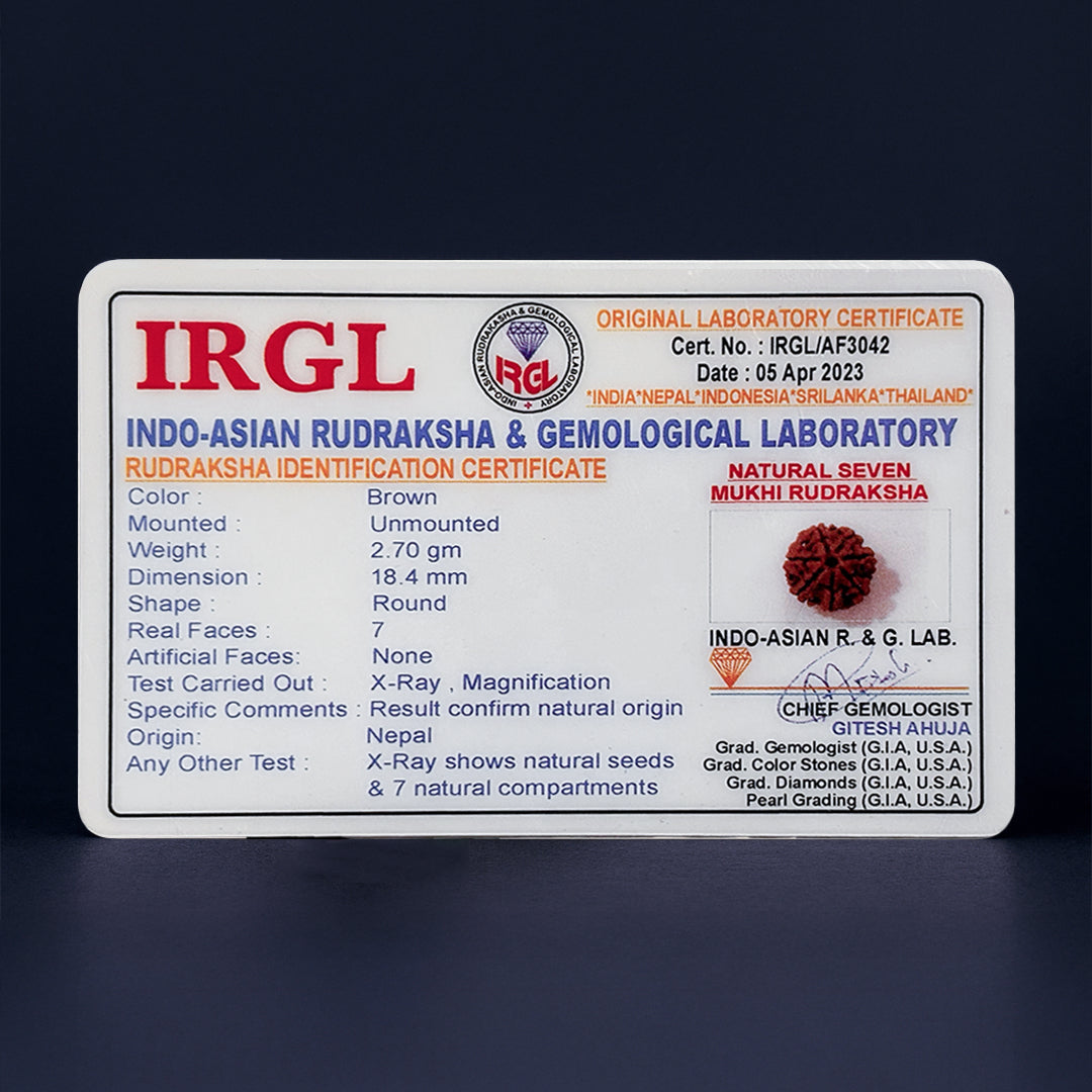 7 Mukhi Rudraksha | Energized at the sacred Omkareshwar Jyotirlinga 🔱