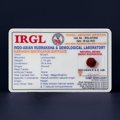 7 Mukhi Rudraksha | Energized at the sacred Omkareshwar Jyotirlinga 🔱