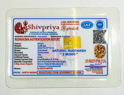 2 Mukhi Rudraksha Pendant- Indian