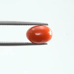 Red Coral - 1113