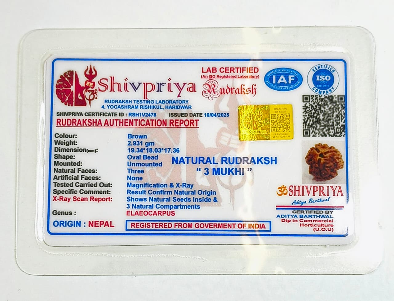 3 Mukhi Rudraksha Pendant- Nepali