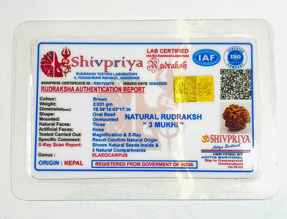 3 Mukhi Rudraksha Pendant- Nepali