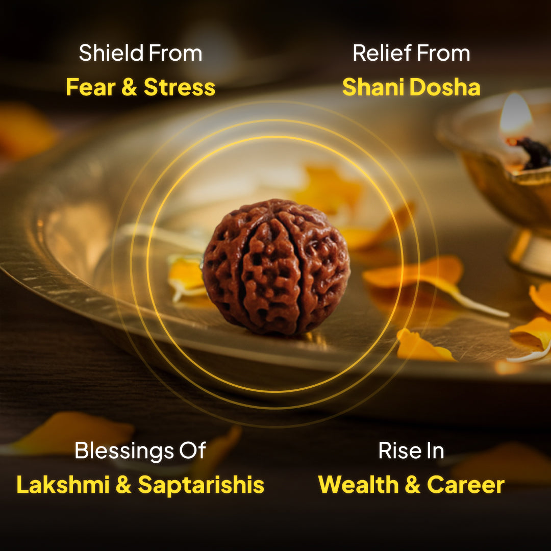 7 Mukhi Rudraksha | Energized at the sacred Omkareshwar Jyotirlinga 🔱