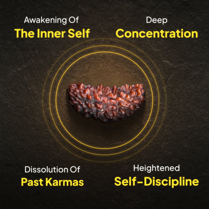 1 Mukhi Rudraksha - Spiritual Awakening