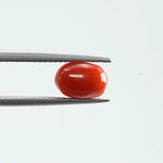 Red Coral - 343