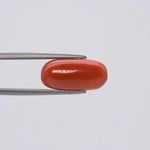 Red Coral - 3676