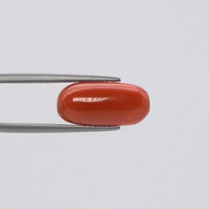 Red Coral - 3676