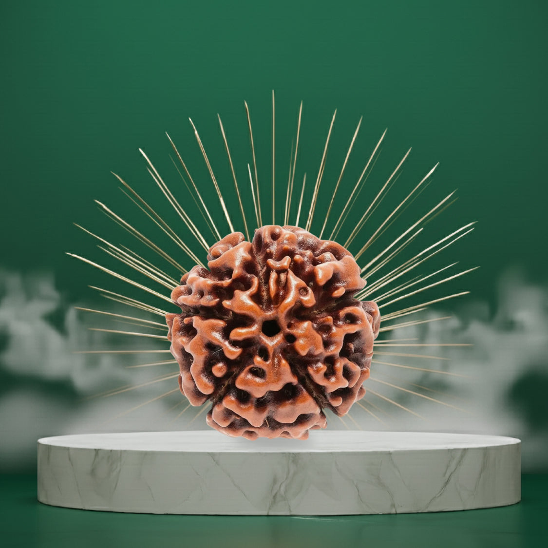 5 Mukhi Rudraksha - Nepali