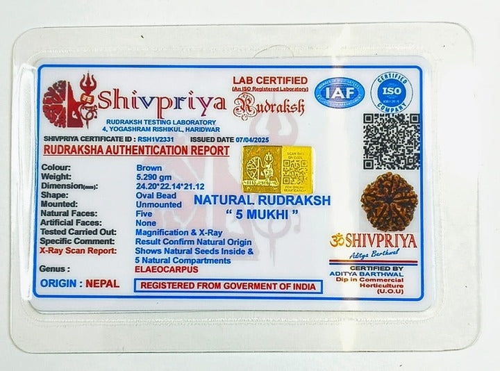 5 Mukhi Rudraksha Pendant- Nepali