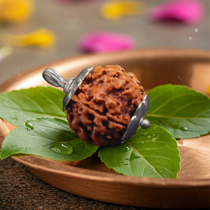 5 Mukhi Rudraksha | Energized at the sacred Omkareshwar Jyotirlinga 🔱