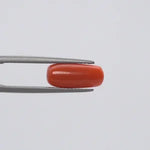 Red Coral - 116