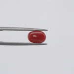 Red Coral - 350