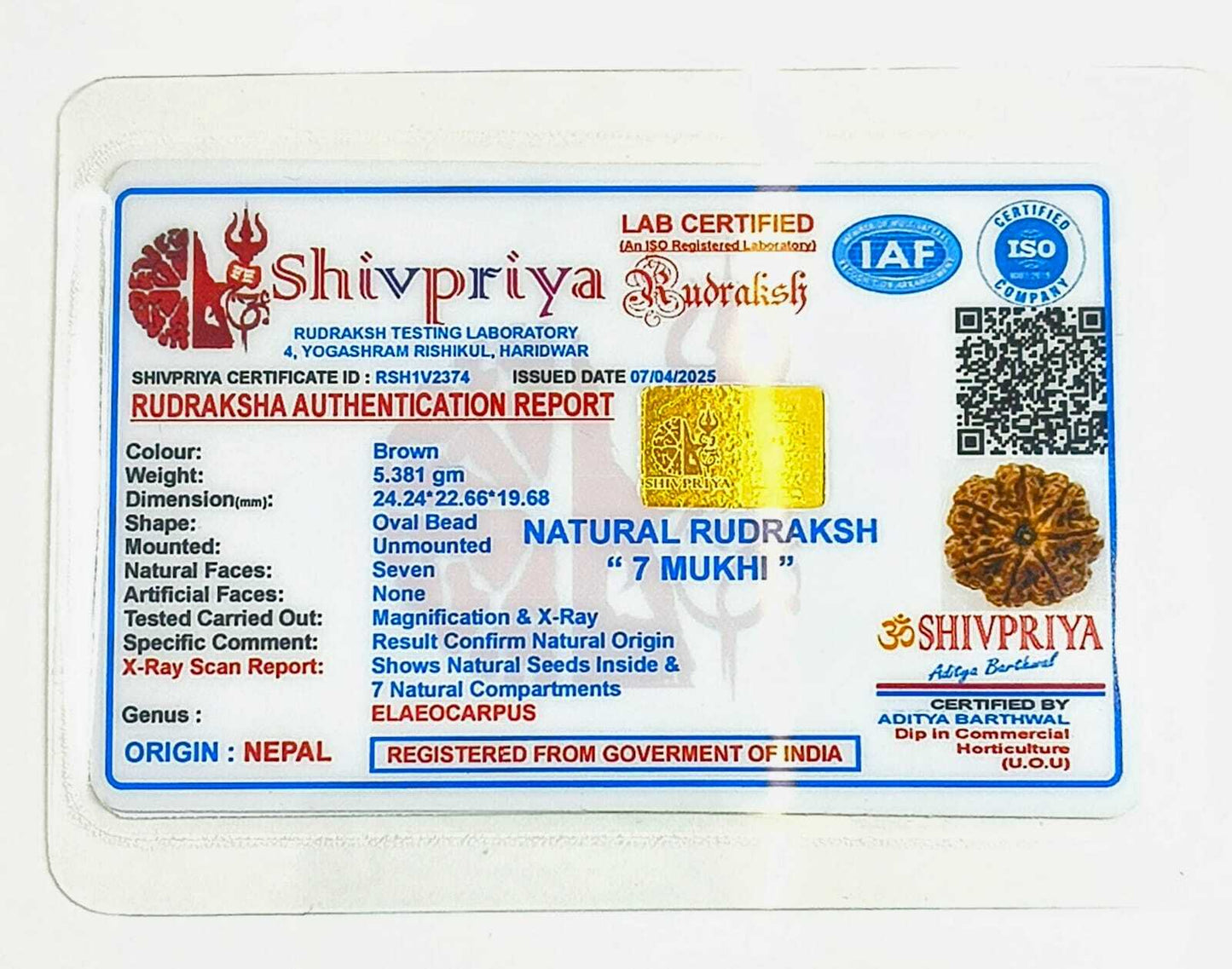 7 Mukhi Rudraksh Pendant- Nepali