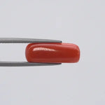 Red Coral - 286