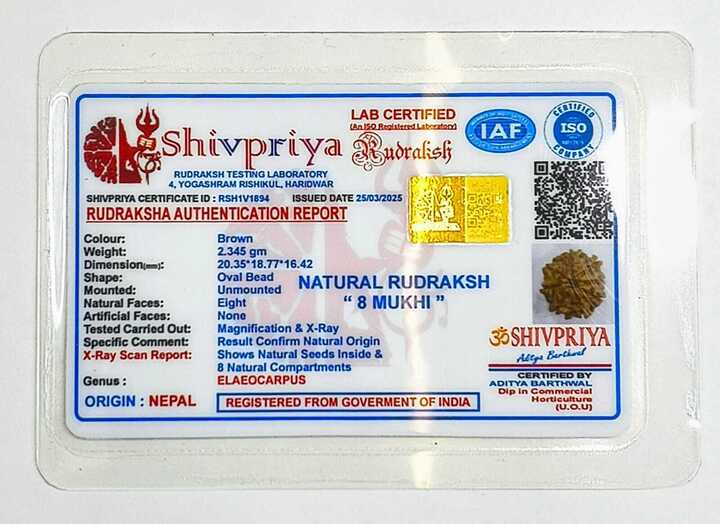8 Mukhi Rudraksha Pendant- Nepali