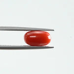Red Coral - 352