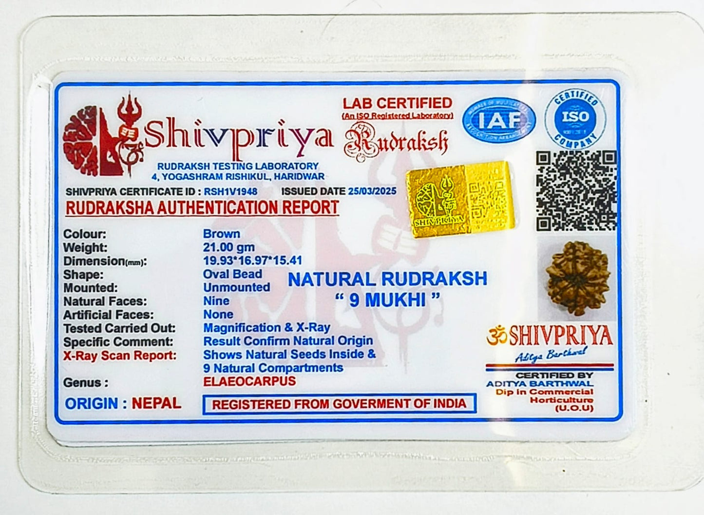 9 Mukhi Rudraksha Pendant- Nepali