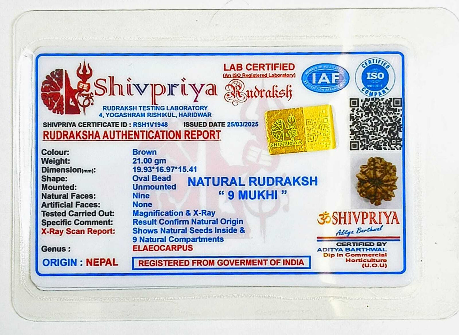 9 Mukhi Rudraksha Pendant- Nepali