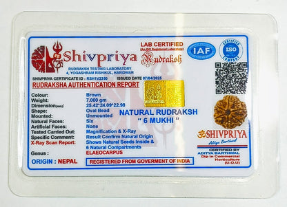 6 Mukhi Rudraksha Pendant- Nepali