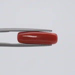 Red Coral - 1562