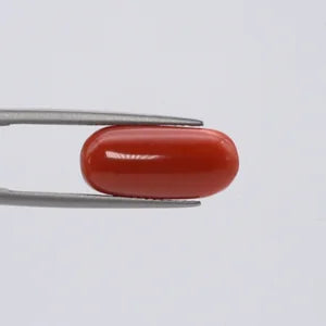 Red Coral - 3678