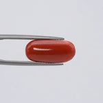 Red Coral - 3678