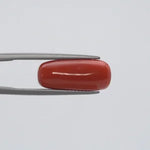 Red Coral - 285
