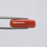 Red Coral - 295