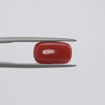 Red Coral - 1559